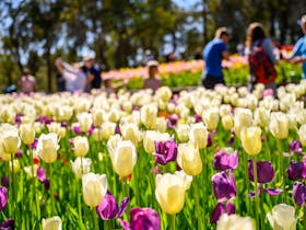 Yates Springtime at Araluen Tulip Festival