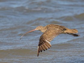 Taking Flight: Amazing migratory shorebirds