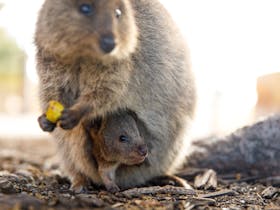 Little Quokka