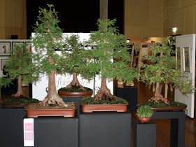 The Australian Bonsai Gallery - Dorrigo