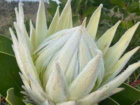 Yelverton Protea Farm