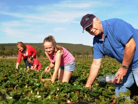 Mount Compass Produce and Tourist Trail