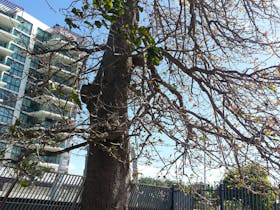 The Leichhardt Tree