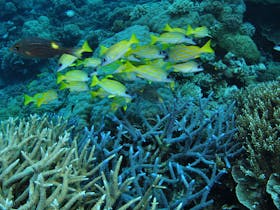 Castle Rock Dive Site