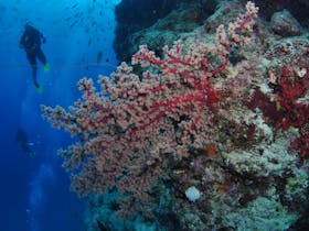 Nursery Bommie Dive Site