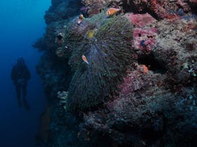 Manta Ray Drop Off Dive Site - Bait Reef