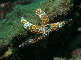 Mudjimba (Old Woman) Island Dive Site