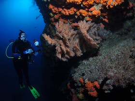 Gotham City Dive Site