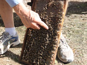 Bees on Keswick Island