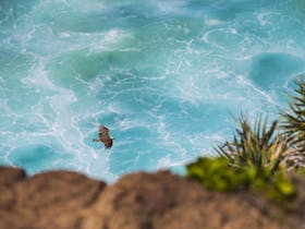 Birdwatching on the Fraser Coast