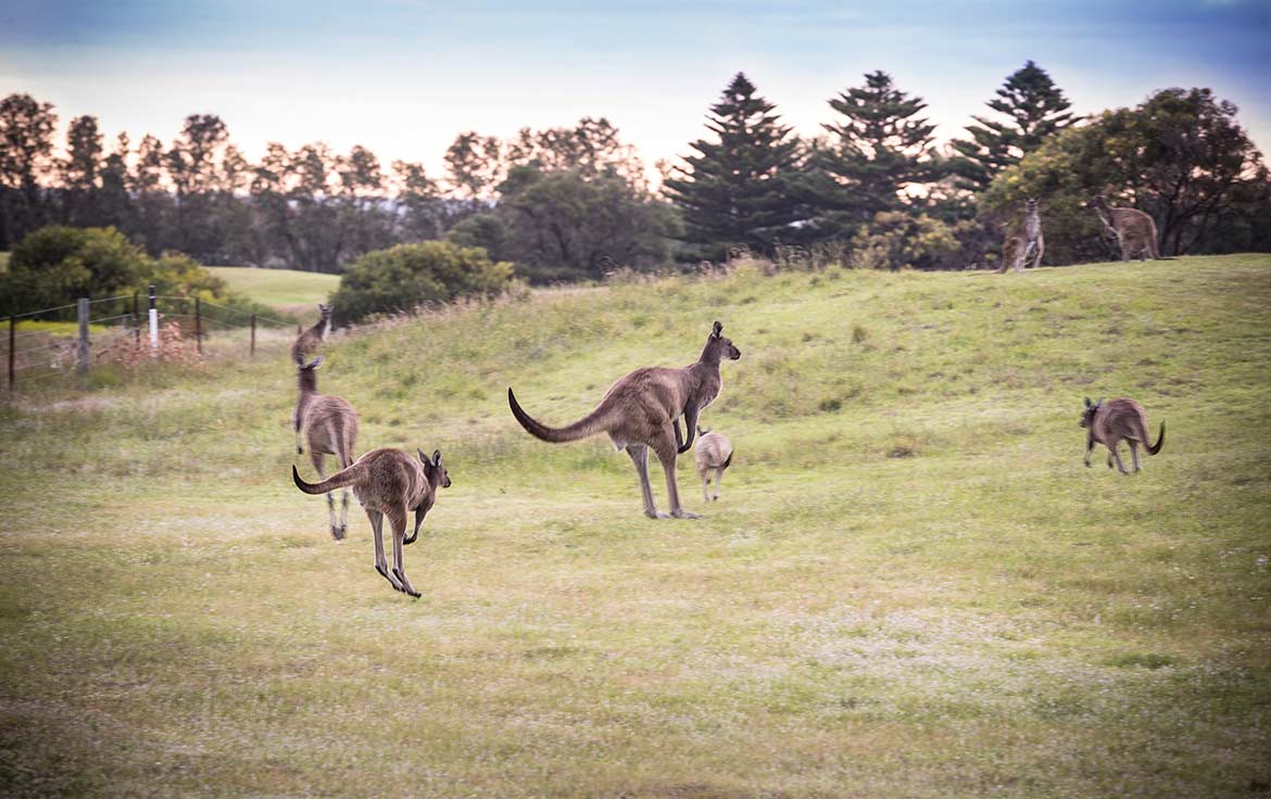 The-Links-Lady-Bay-Accor-Vacation-Club-Property7 The Links Lady Bay | Accor Vacation Club ApartmentThe Links Lady Bay, Accor Vacation Club Apartments is situated on the Fleurieu Peninsula in South Australia.